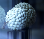 Park & Découverte et Saveurs Park & Découverte et Saveurs