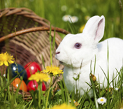 Park & Easter Park & Easter