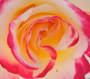 Park & La vie en rose